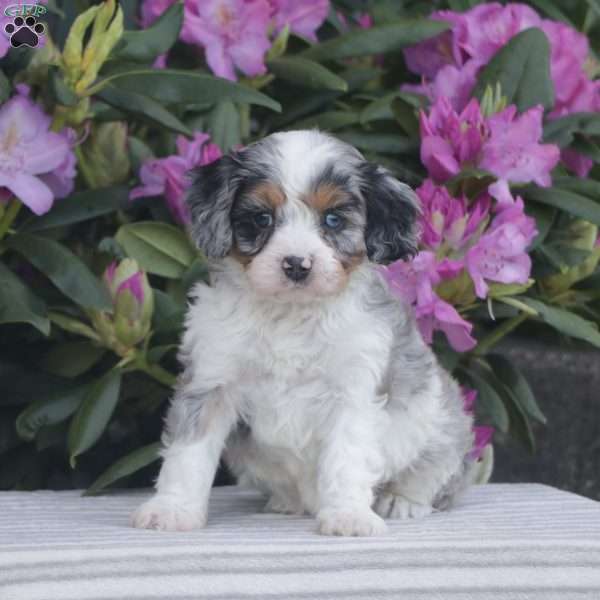 Patches, Cavapoo Puppy